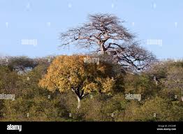 Image result for Entandrophragma caudatum