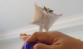 Ingin melihat harga terkini sugar glider malaysia. Woman Trains Her Sugar Gliders To Fly On Her Command Sugar Glider Gliders Swoop