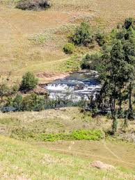 Image result for Basananthe sandersonii