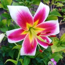 Gartengluck Beet Meinkleinergarten Laubenpieper Hobbygartner Gartenideen Gartendeko Lilien Garten Pflanzenmuddi Grun Garten Deko Garten Ideen Lilien