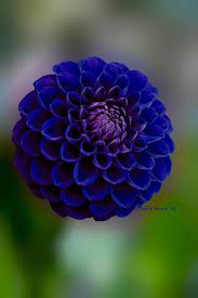 Pin On Flores