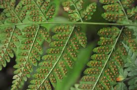 Image result for Dryopteridaceae