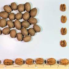 One of the varieties the original owners of the land planted was called a moneymaker. Varieties Easterlin Pecan Company
