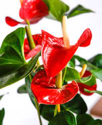 Why Is My Anthurium Losing Flowers Bloomscape