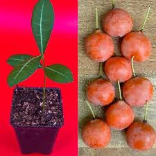 Image result for Garcinia livingstonei