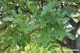 Image result for Glenniea africana