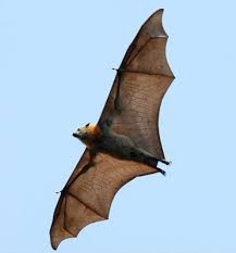 Pin On Awesome Animals