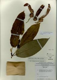 Image result for Pseudoconyza