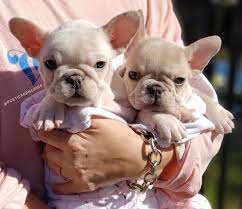 French bulldog puppies for sale in vancouver bc. French Bulldog Puppies Vancouver Bc Pets Lovers