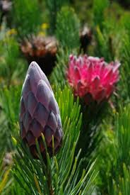 Image result for Pearsonia aristata