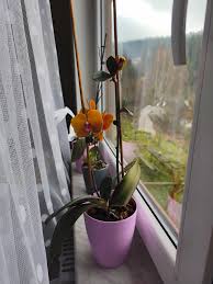 Image result for puklice na orchideích obrázek