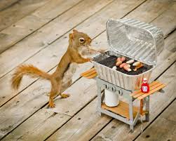 Diese Eichhornchen Posieren Wie Models Niedliche Eichhornchen Eichhornchen Lustiges Eichhornchen