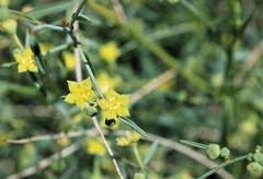 Image result for Rhinacanthus xerophilus