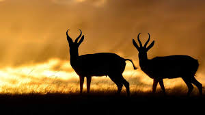 There are so many wonderful to see, but where to start? The Must See Safari Animals In Africa Shamwari Private Game Reserve