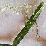 Image result for Sporobolus agrostoides