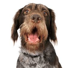 Doing well on puppy chow and pointing the wing and live quail. German Wirehaired Pointer Puppies For Sale Adoptapet Com