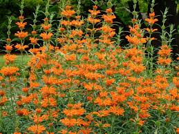 Image result for Leonotis