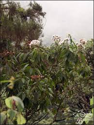 Image result for Vernonia kayuniana