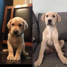 To learn more about each adoptable dog, click on the i icon for some fast facts or click on. Silver Dollar Dogs And Our Silver Labradors