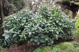 Image result for Hyparrhenia dichroa