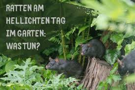 Löcher in der kanalisation könnten z.b eine ursache sein. Ratten Am Hellichten Tag Im Garten Was Tun