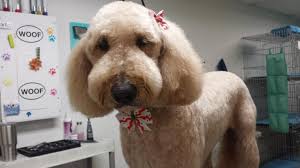Maybe you would like to learn more about one of these? 5 Best Dog Grooming In San Antonio