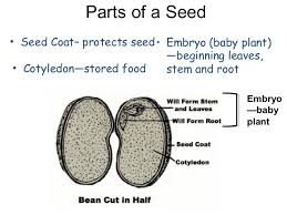 Pin On Botany