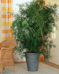 Image result for Asparagus falcatus