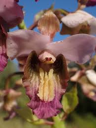 Image result for Eulophia horsfallii
