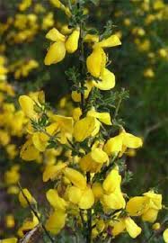 (flowering quince) sunshine garden plant list circle garden: Yellow Flowers