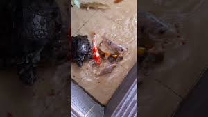 Ikan Koi Bersahabat Dengan Kura Kura Youtube