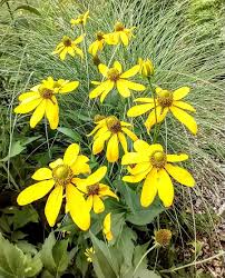 Image result for Rudbeckia laciniata
