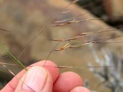 Image result for Aristida diffusa