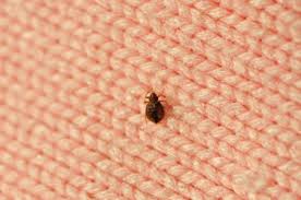 May 13, 2018 · run cold water over a rug burn for up to 15 minutes. How To Treat Carpet Burns Smart Choice Carpet