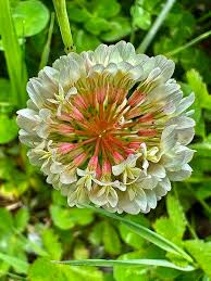 Image result for Trifolium isthmocarpum