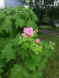 We Ve Beem Growing The Confederate Rose Bush Since It Was A Seed Rose Bush Amazing Flowers Flowers Nature