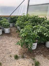 Our greenhouse family has grown baby lila is here!! L9nv0vnkq7zz0m