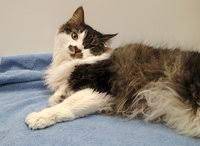 It is a disease more commonly. 8 Questions About Feline Idiopathic Vestibular Disease Veterinary Neurology Of The Chesapeake