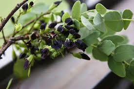 Image result for Dalbergia acutifoliolata