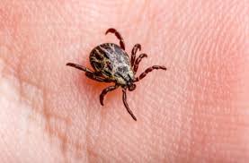Image result for Tick Paralysis