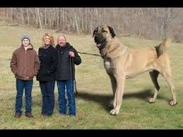 World Biggest Sheperd Dogs Dunyanin En Buyuk Coban Kopekleri Dev Anadolu Aslanlari Youtube