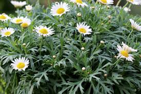 Margeritenstammchen Alles Uber Die Pflege Von Margeritenbaumchen