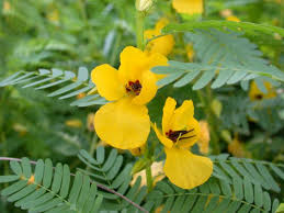 Image result for Chamaecrista paralias