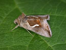 Image result for Autographa bractea