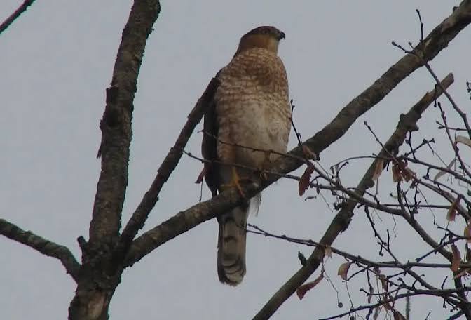 Cooper's Hawk - NH Audubon