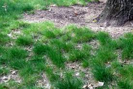 We did not find results for: Shady Lawn Alternatives Gardening In Michigan