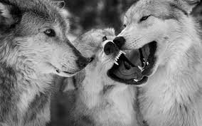 1920x1200 black wolf wallpaper for desktop hd pics>. Werewolf Wallpapers Trumpwallpapers