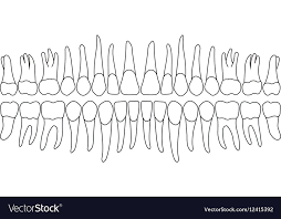 Dentition Teeth