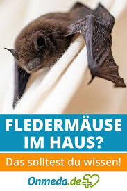Fledermause Im Haus Ein Gesundheitsrisiko Fur Den Menschen Fledermaus Gesundheit Und Wohlbefinden Gesundheit