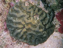 Image result for Stolzia williamsonii